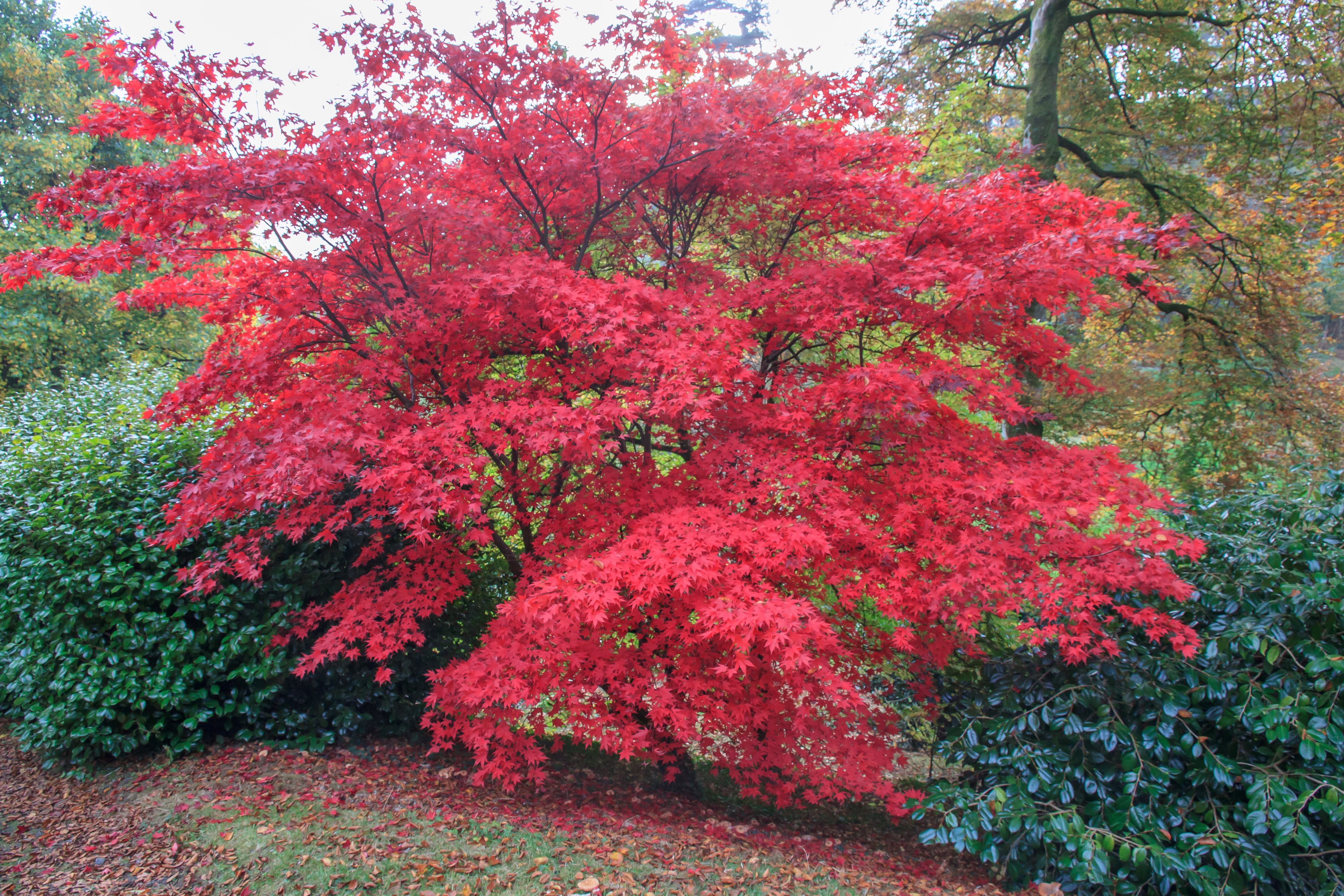 Maple Tree on the Castle Hill Estate