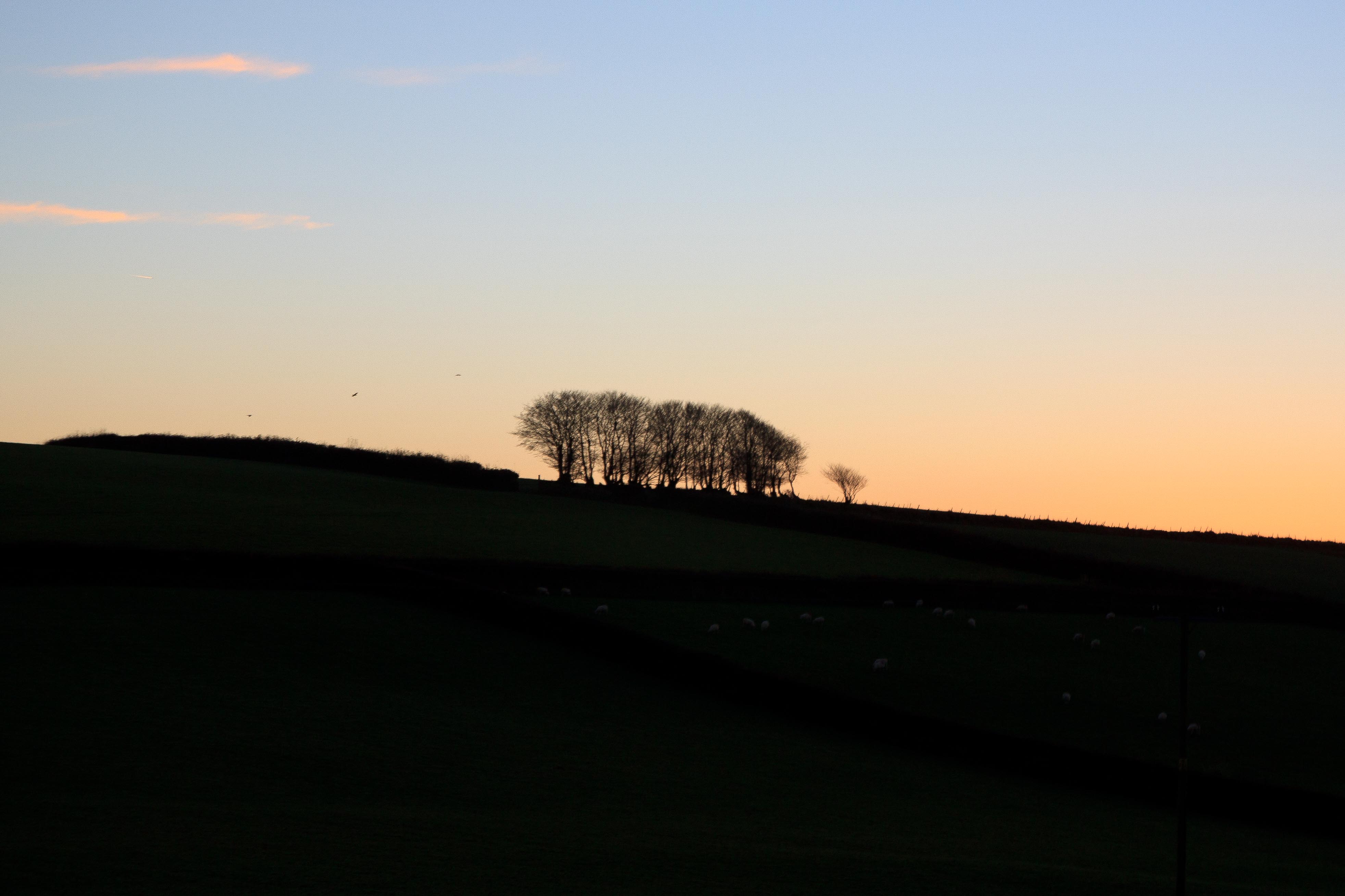 Exmoor Trees against the evening sky near Challacombe