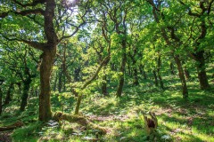 Woodland in the Doone Valley on Exmoor