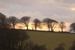 Trees silhouetted against the setting sun near Arlington Court, North Devon. Jan 2015