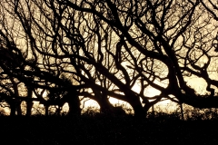 January: Chapel Wood near Georgeham