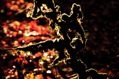 IMG_8451_Low-res