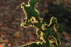 IMG_8452_Low-res