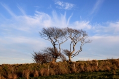 IMG_8821_Low-Res