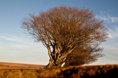 Beech tree on Exmoor near Challacombe