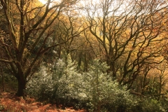 Trees above the East Lynn River in their autumn colours. November 2013.