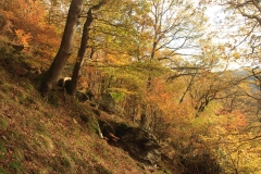 Trees above the East Lynn River in their autumn colours. November 2013.