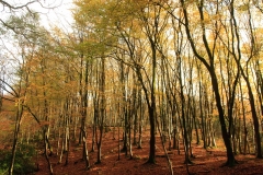 Trees above the East Lynn River in their autumn colours. November 2013.