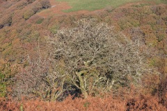 IMG_9018_Hi-Res