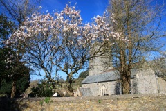 St George's Church with Magnolia tree in March