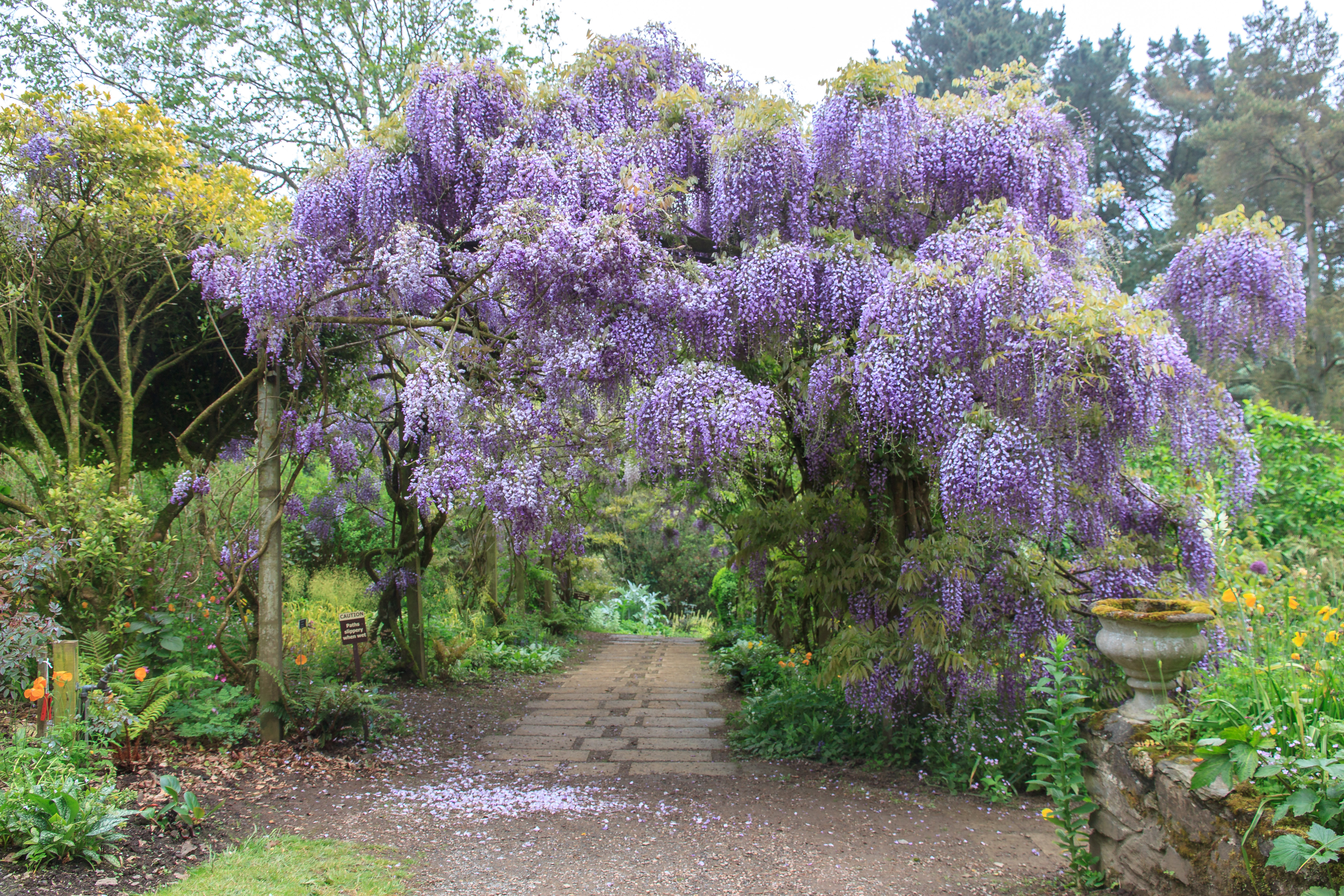 Wisteria at Marwood Hill Gardens