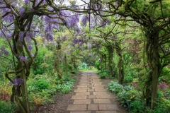 Wisteria at Marwood Hill Gardens