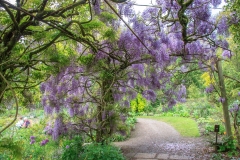 Wisteria at Marwood Hill Gardens