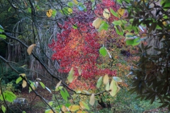 Autumn leaves in Marwood Hill Gardens