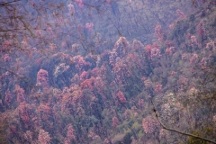 In the Rhododendrum forest