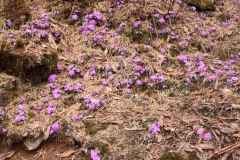 Wild woodland flowers