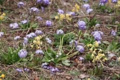 IMG_0553_Hi res