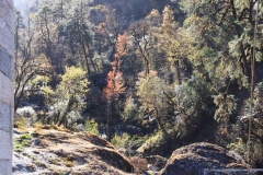 Through the forest