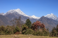 Rhododendron and peaks
