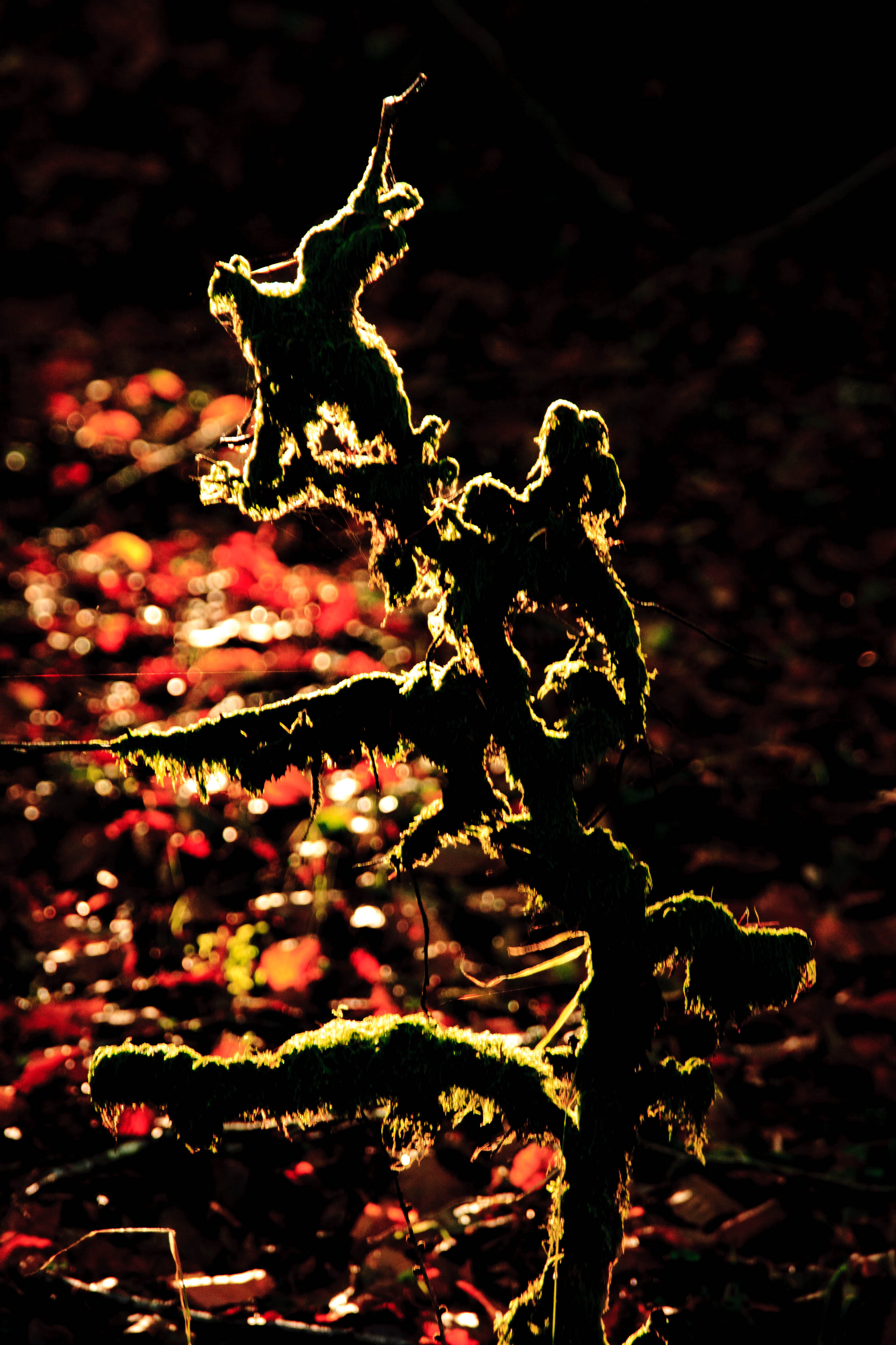 Lichen on Trees on Exmoor  in the autumn