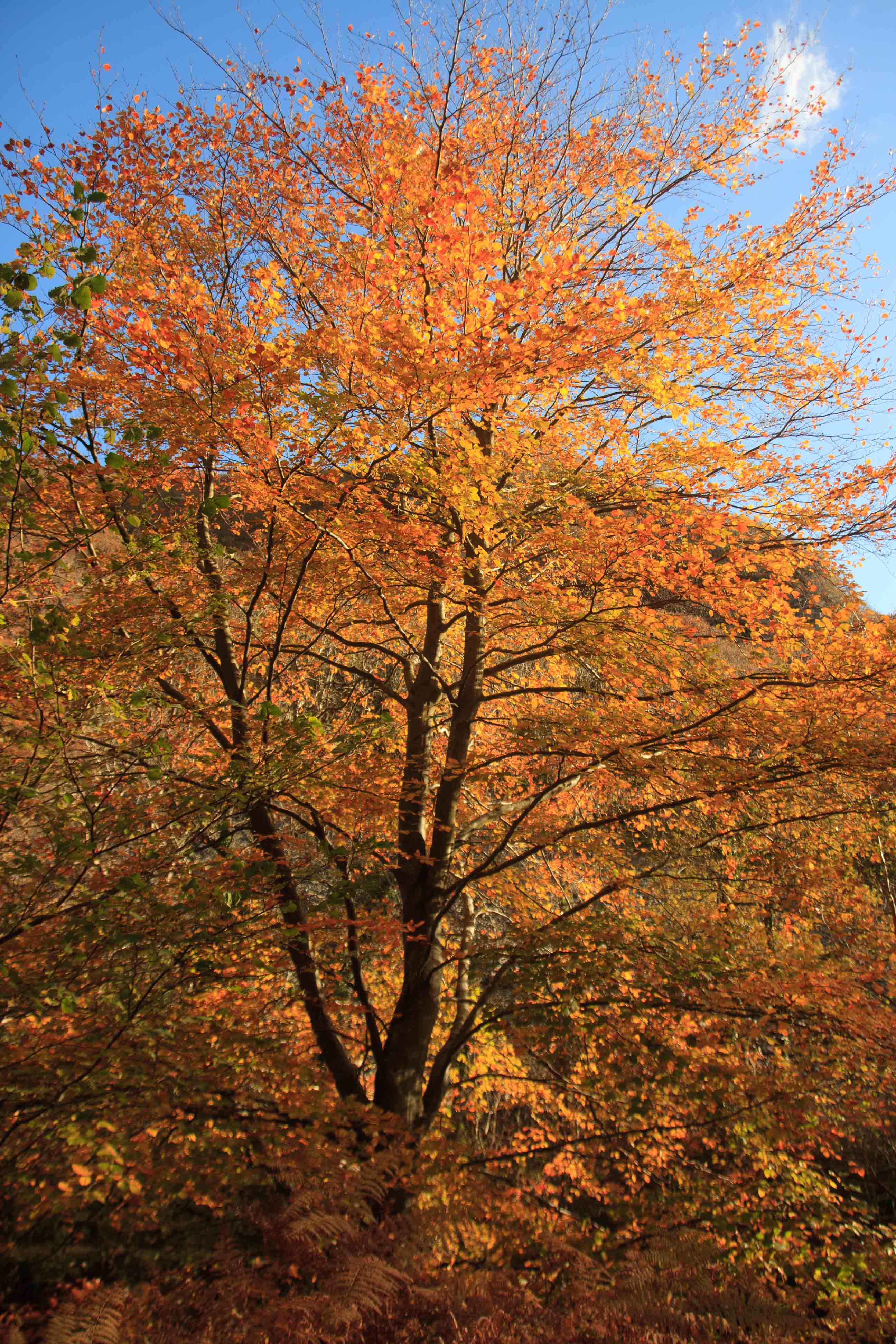 Tree on the East Lynn River in full autumn splendour. November 2013.