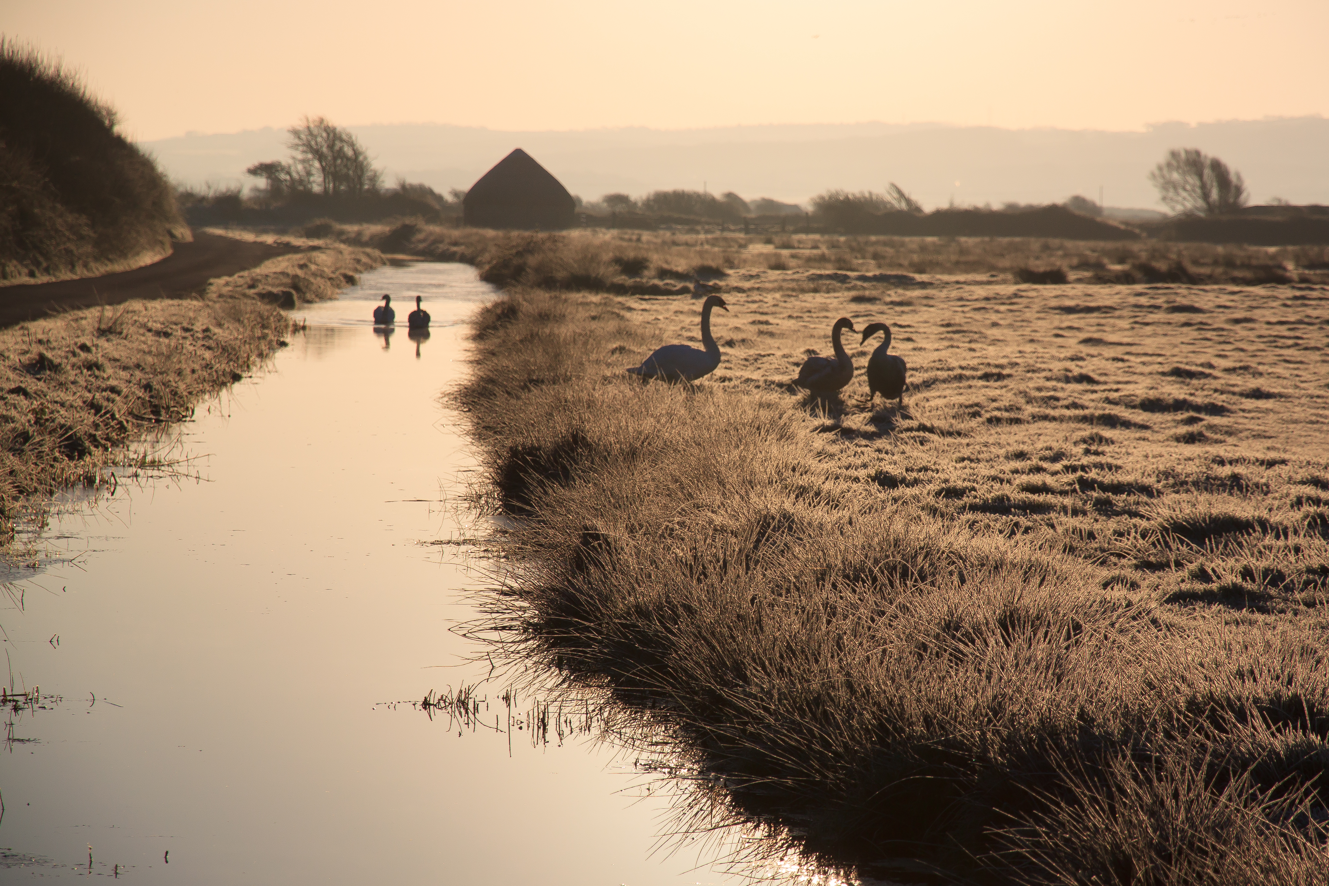 Swans on Braunton Marshes on a Frosty Morning