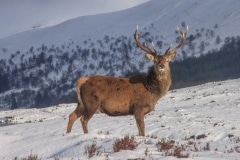 Stag near Loch Ossian