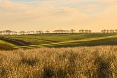 Trees on Exmoor skyline