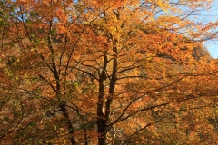Tree on the East Lynn River in full autumn splendour. November 2013.