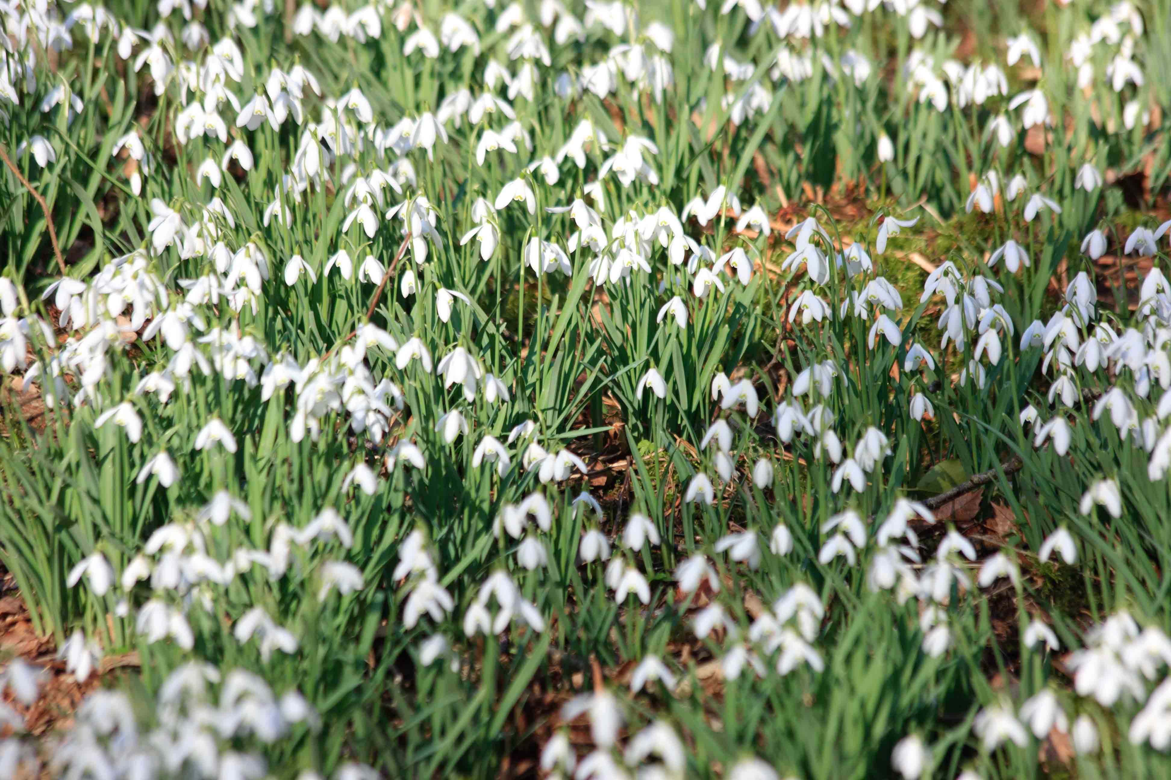 Snowdrops in the Wheddon Valley on Exmoor. February 2013.