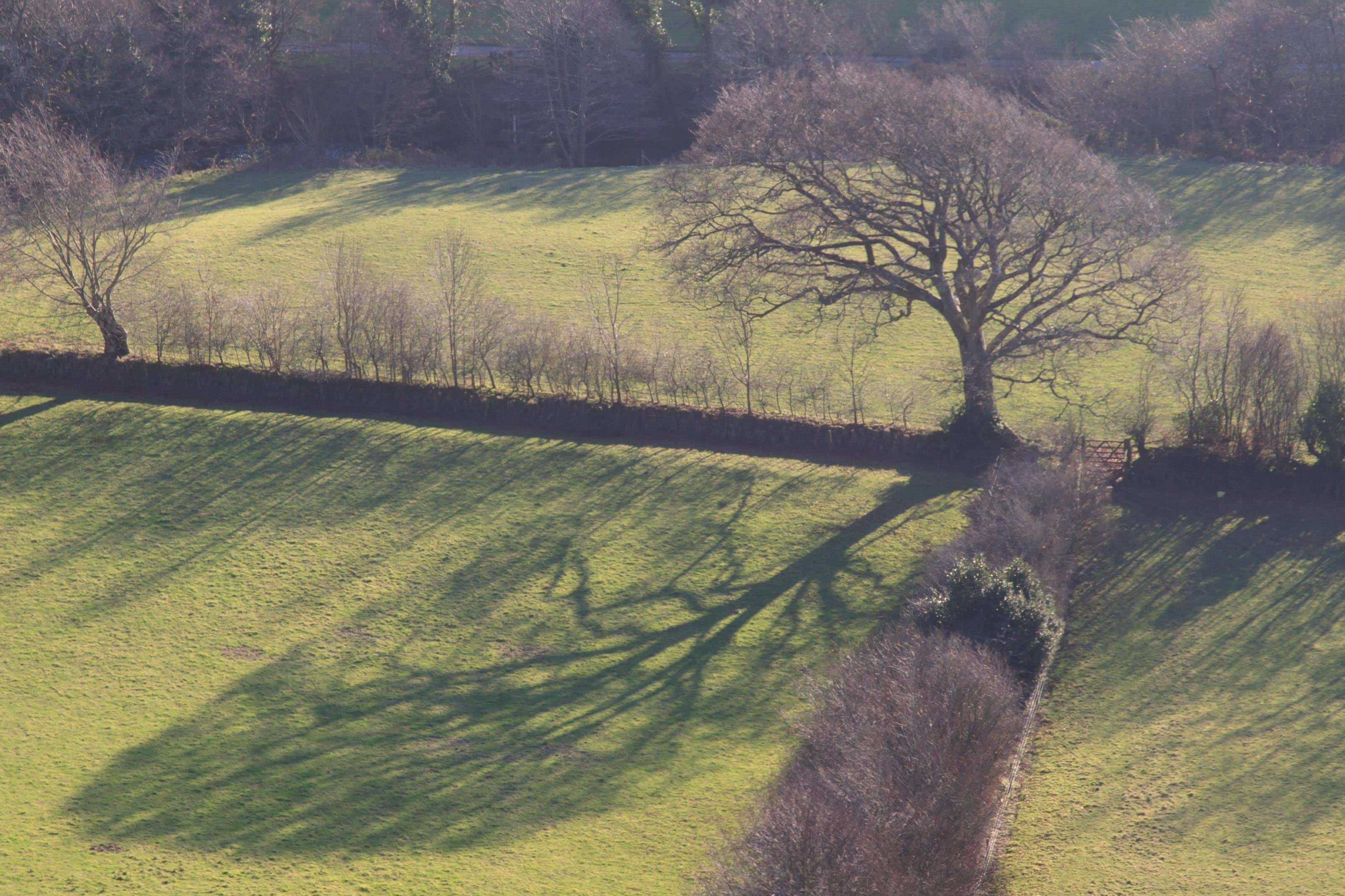 Trees and shadows  near Brendon, Exmoor. December 2014