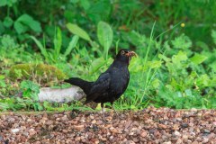 Blackbird at Marwood Hill Gardens