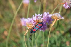 Six Spot Burnet Butterfly on Sea Thrift.