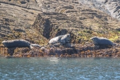 Seals off Morte Point