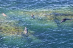 Seals Off Morte Point