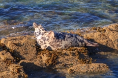 Seal Off Morte Point