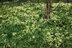 IMG_5550_Low-Res