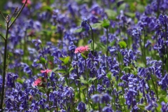 IMG_5735_Low-Res