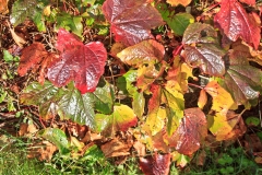 Autumn leaves