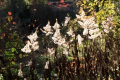 IMG_8447_Low-Res