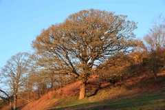 Tree lit by late afternoon sun near Brendon, Exmoor. December 2014
