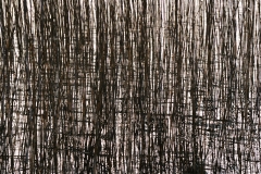 Reeds