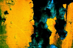 yellow-rust2