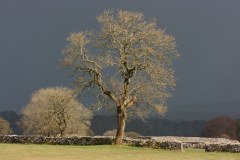 Tree during storm in Peak District, March 2018