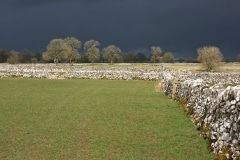 Stone wall and Trees during storm in Peak District, March 2018