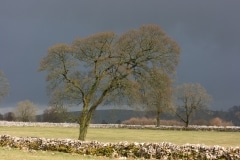 Tree during storm in Peak District, March 2018