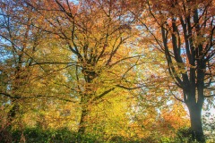 IMG_1429-HDR_Hi-Res