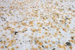IMG_1607_Hi-Res