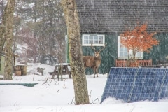 Stag outside Loch Ossian Youth Hostel