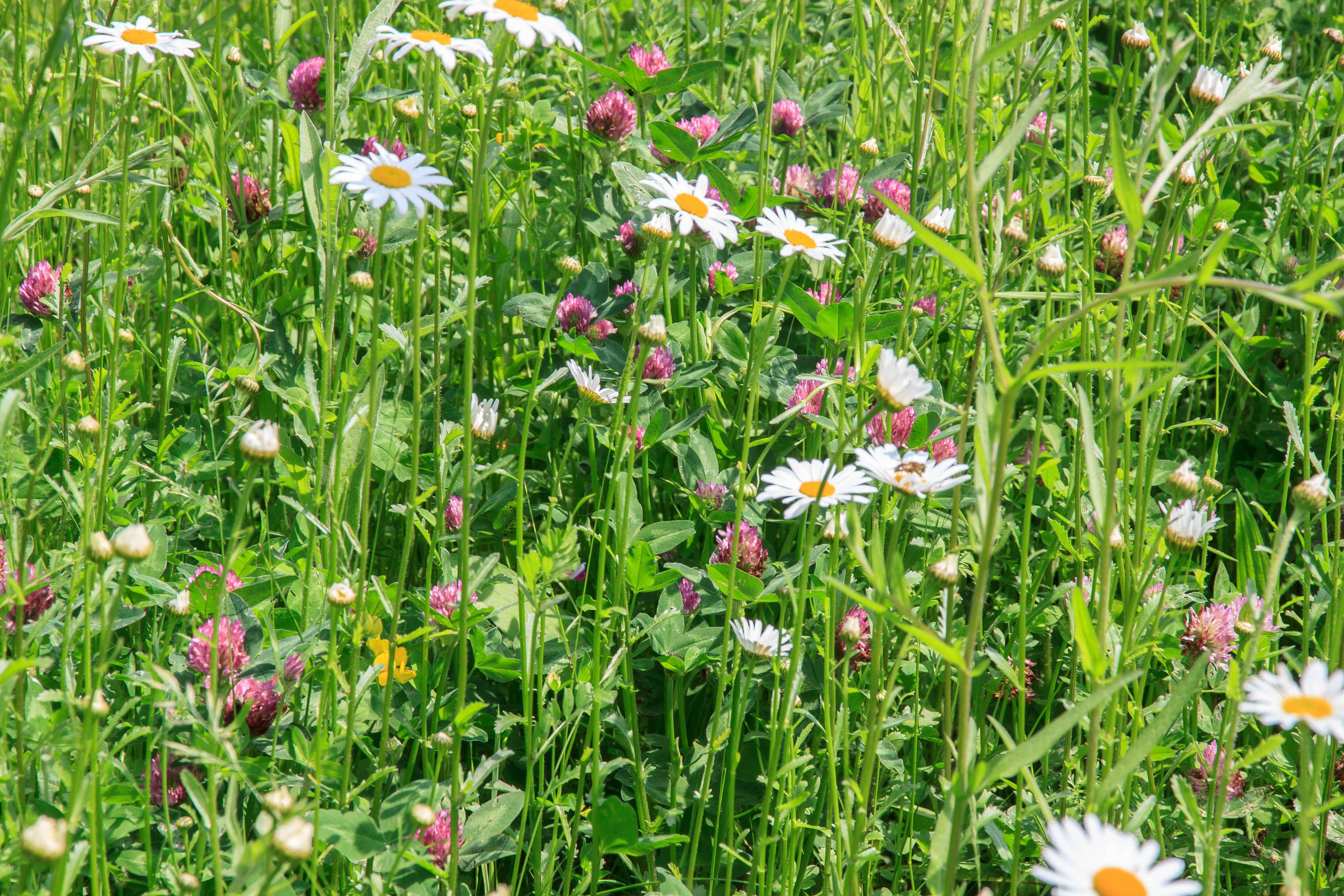 IMG_1016_Hi-Res